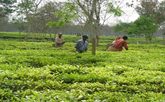 [tea+garden+workers+-+upper+assam+3.jpg]
